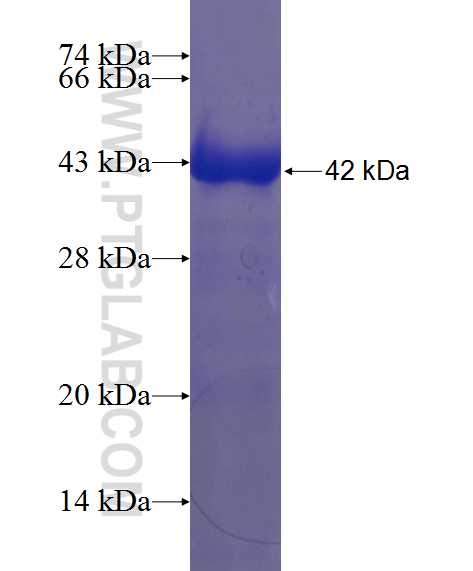 ADAT3 fusion protein Ag21960 SDS-PAGE