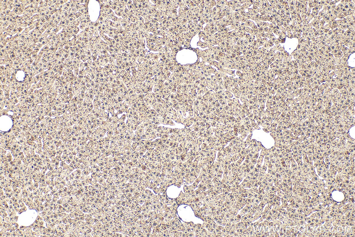 Immunohistochemistry (IHC) staining of rat liver tissue using ADC Monoclonal antibody (67884-1-Ig)