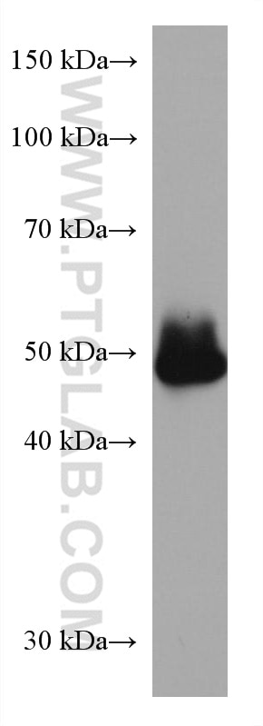 Western Blot (WB) analysis of mouse cerebellum tissue using ADC Monoclonal antibody (67884-1-Ig)
