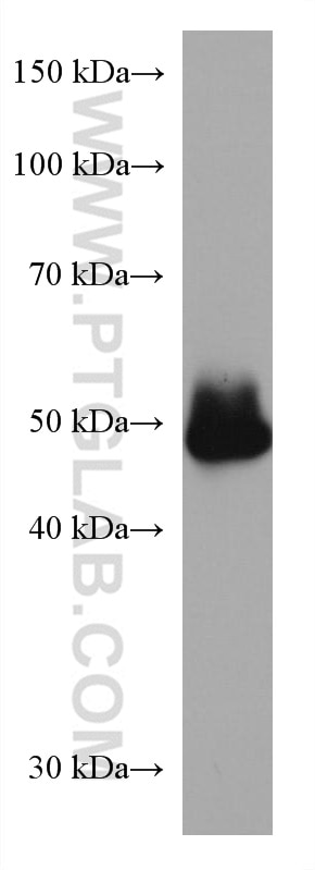 WB analysis of mouse cerebellum using 67884-1-Ig