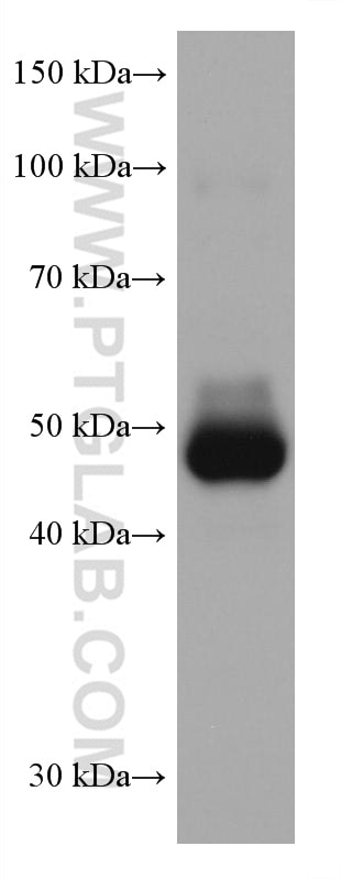 Western Blot (WB) analysis of mouse brain tissue using ADC Monoclonal antibody (67884-1-Ig)