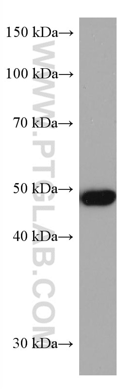 Western Blot (WB) analysis of HEK-293T cells using ADC Monoclonal antibody (67884-1-Ig)