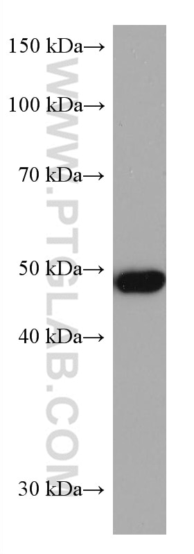 WB analysis of HEK-293T using 67884-1-Ig