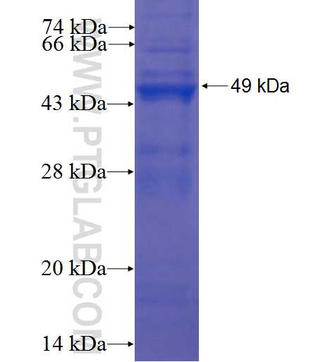 ADC fusion protein Ag4140 SDS-PAGE