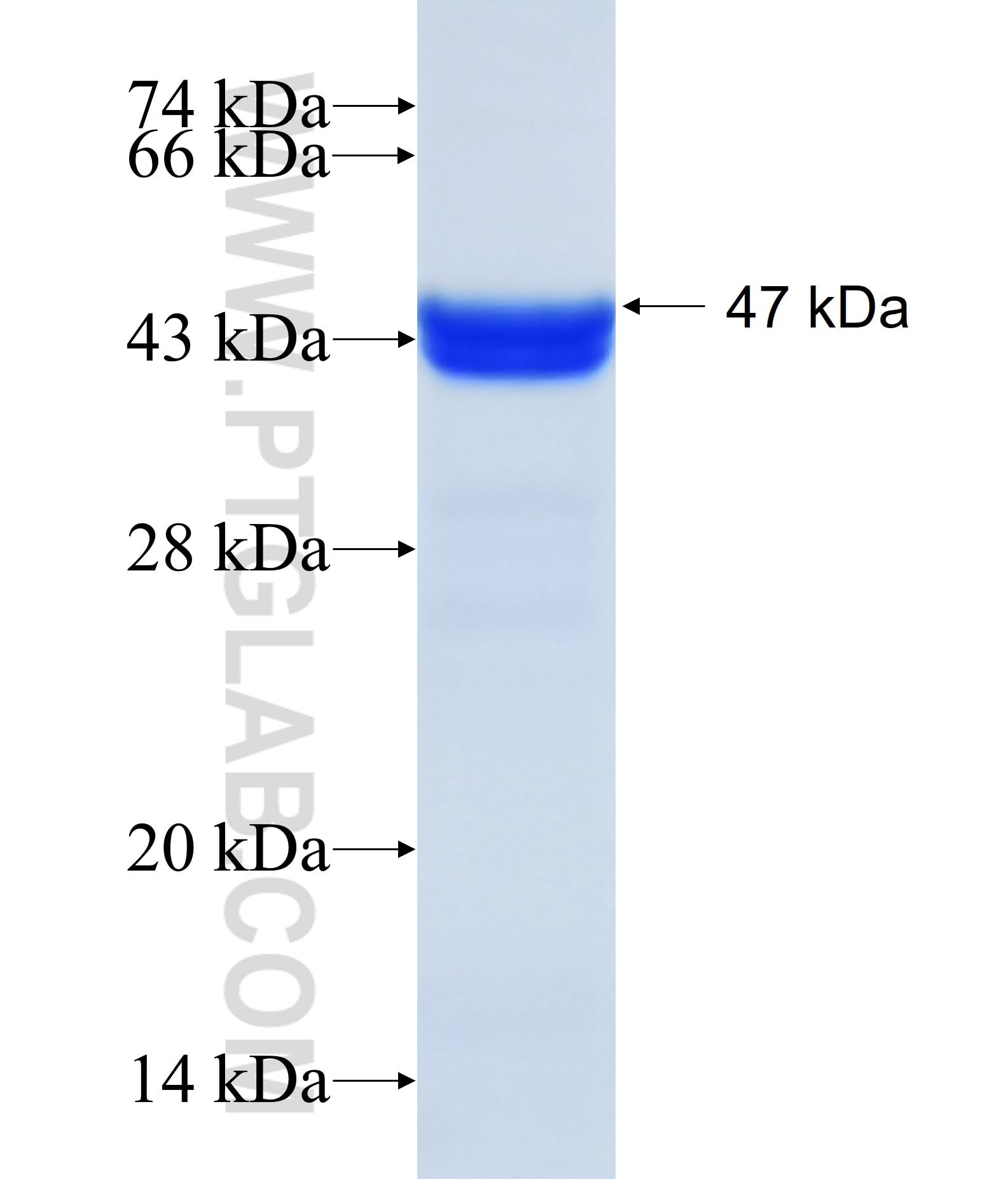 ADCK4 fusion protein Ag13188 SDS-PAGE