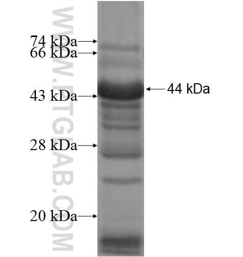 ADCY6 fusion protein Ag6230 SDS-PAGE