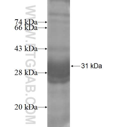 ADCY7 fusion protein Ag4964 SDS-PAGE