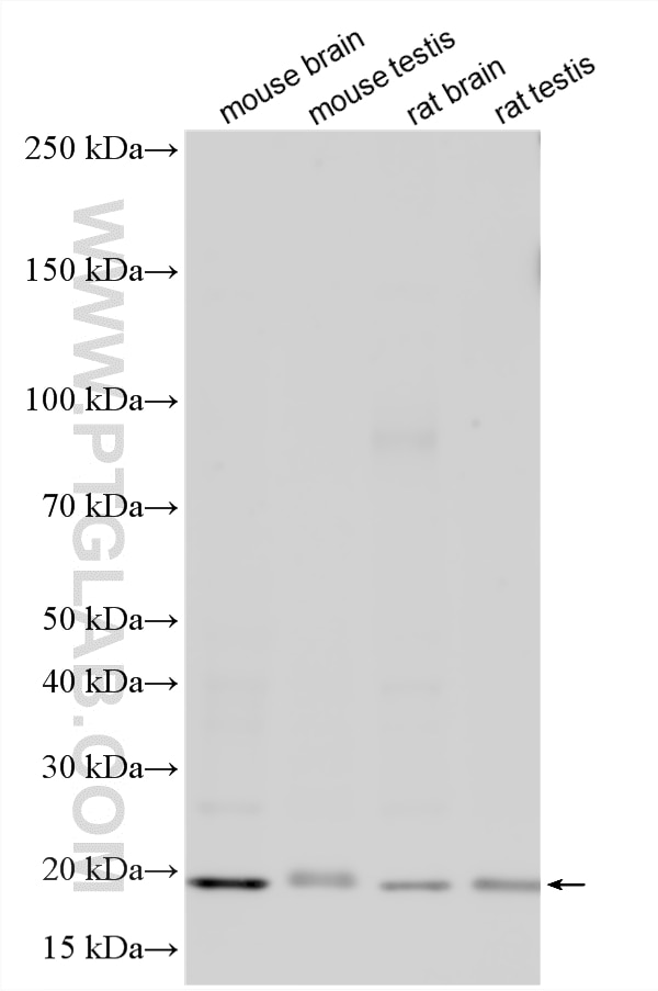 WB analysis using 18163-1-AP Western Blot (WB) analysis of various lysates using ADCYAP1 Polyclonal antibody (18163-1-AP)