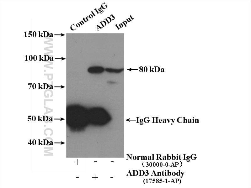Immunoprecipitation (IP) experiment of NIH/3T3 cells using Gamma Adducin Polyclonal antibody (17585-1-AP)