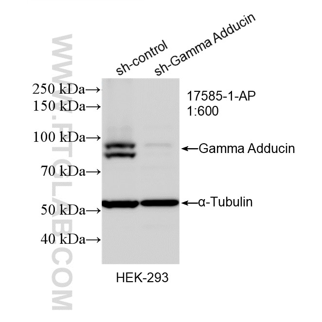 Western Blot (WB) analysis of HEK-293 cells using Gamma Adducin Polyclonal antibody (17585-1-AP)