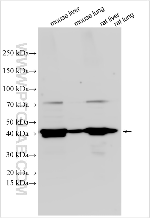 Western Blot (WB) analysis of various lysates using ADH1A Polyclonal antibody (17998-1-AP)