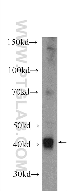 Western Blot (WB) analysis of mouse liver tissue using ADH1B Polyclonal antibody (17165-1-AP)