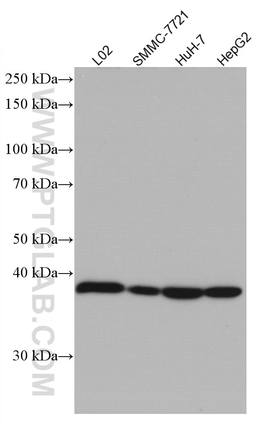Western Blot (WB) analysis of various lysates using ADH1B Monoclonal antibody (66939-1-Ig)