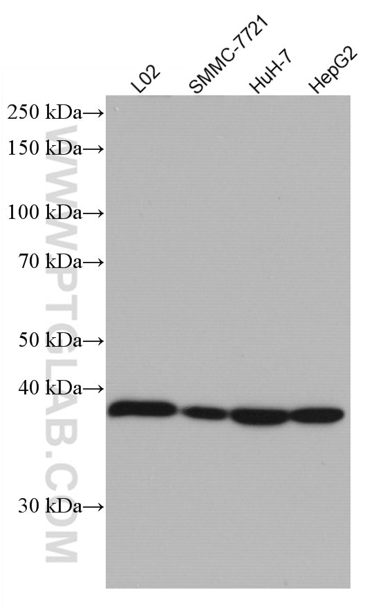 WB analysis using 66939-1-Ig