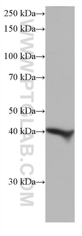Western Blot (WB) analysis of pig liver tissue using ADH1B Monoclonal antibody (66939-1-Ig)