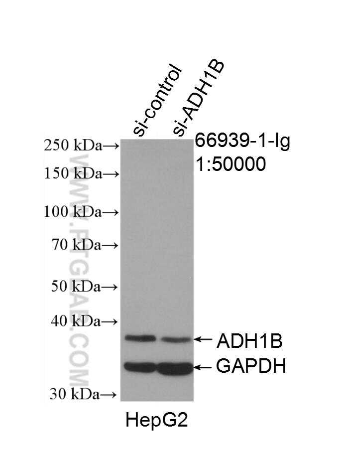 Western Blot (WB) analysis of HepG2 cells using ADH1B Monoclonal antibody (66939-1-Ig)