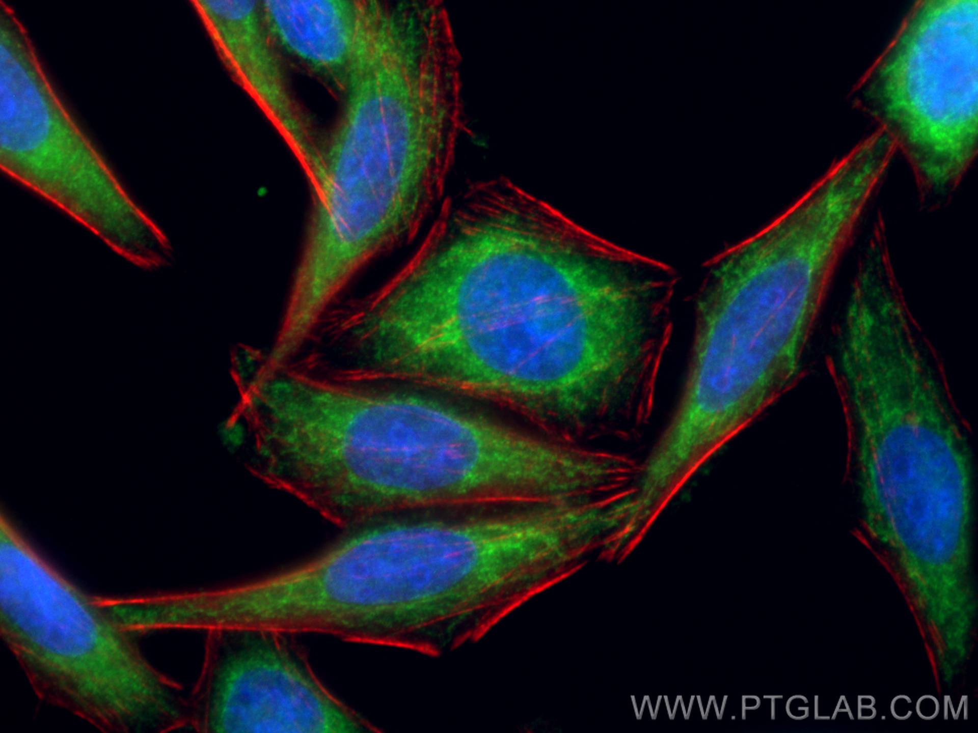 IF Staining of HepG2 using CL488-66939