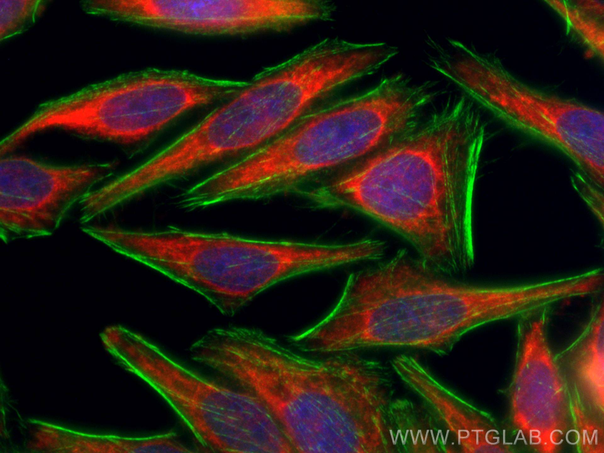 Immunofluorescence (IF) / fluorescent staining of HepG2 cells using CoraLite®594-conjugated ADH1B Monoclonal antibody (CL594-66939)