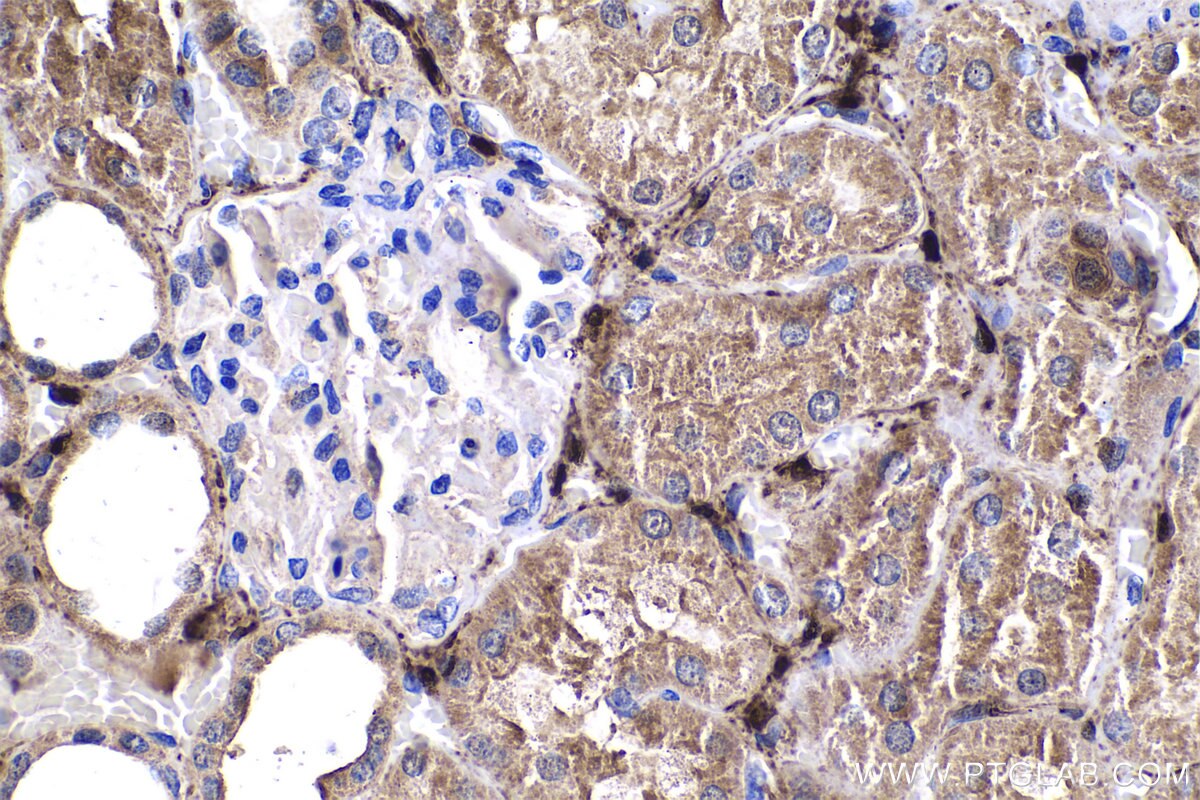 IHC staining of human kidney using 18897-1-AP