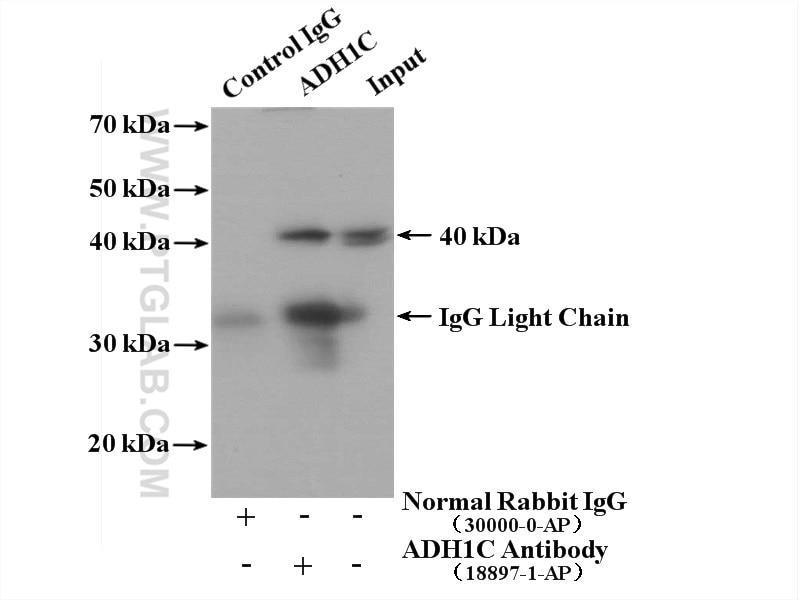 Immunoprecipitation (IP) experiment of mouse liver tissue using ADH1C Polyclonal antibody (18897-1-AP)