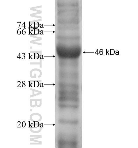 ADH1C fusion protein Ag13528 SDS-PAGE