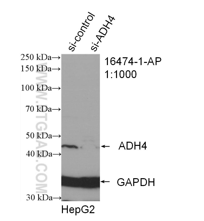Western Blot (WB) analysis of HepG2 cells using ADH4 Polyclonal antibody (16474-1-AP)