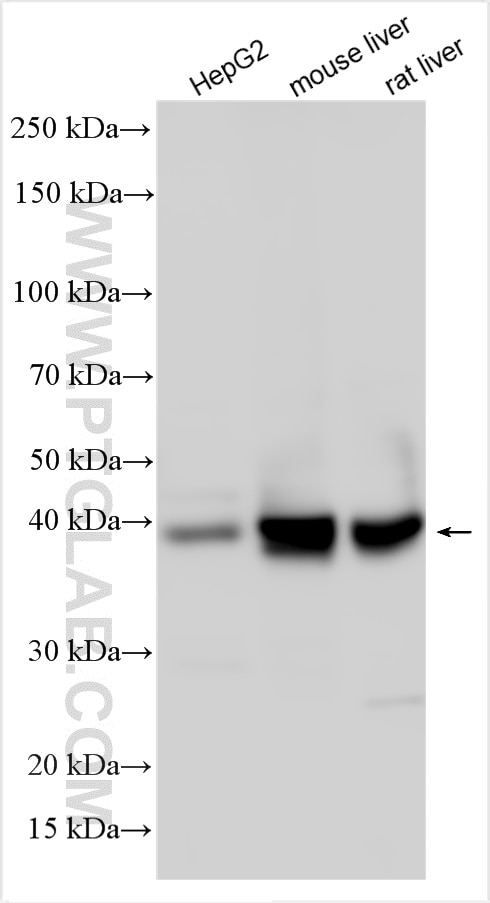 Western Blot (WB) analysis of various lysates using ADH4 Polyclonal antibody (16474-1-AP)