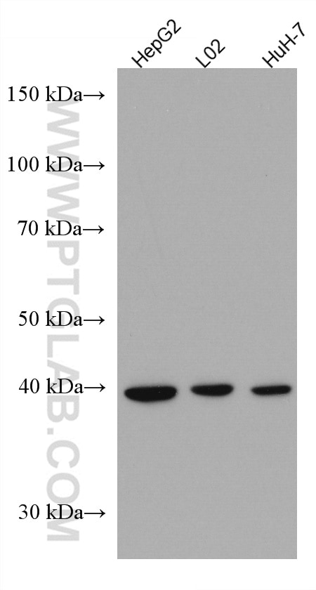 Western Blot (WB) analysis of various lysates using ADH4 Monoclonal antibody (67303-1-Ig)