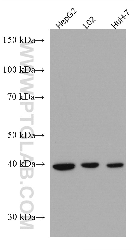 WB analysis using 67303-1-Ig