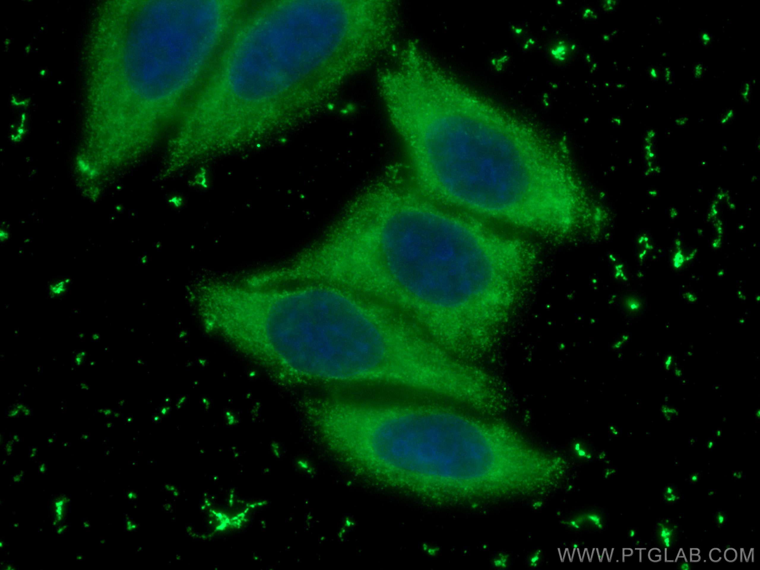 Immunofluorescence (IF) / fluorescent staining of HepG2 cells using CoraLite® Plus 488-conjugated ADH4 Monoclonal anti (CL488-67303)