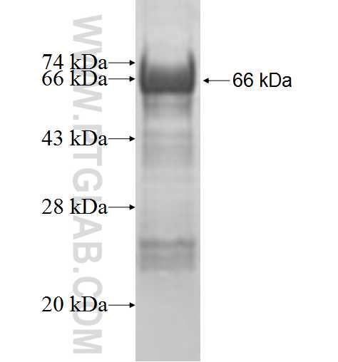 ADH4 fusion protein Ag9568 SDS-PAGE