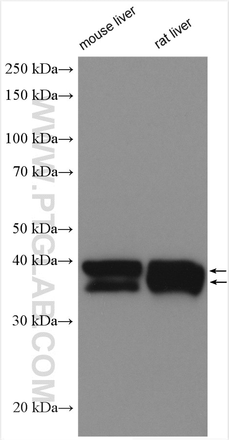 Western Blot (WB) analysis of various lysates using ADH6 Polyclonal antibody (13288-2-AP)