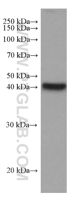 Western Blot (WB) analysis of mouse liver tissue using ADH6 Monoclonal antibody (67709-1-Ig)