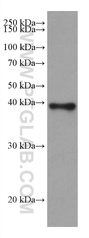 Western Blot (WB) analysis of rat kidney tissue using ADH6 Monoclonal antibody (67709-1-Ig)