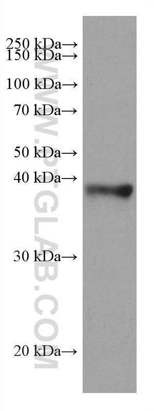 Western Blot (WB) analysis of mouse kidney tissue using ADH6 Monoclonal antibody (67709-1-Ig)