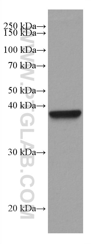 Western Blot (WB) analysis of rabbit kidney tissue using ADH6 Monoclonal antibody (67709-1-Ig)