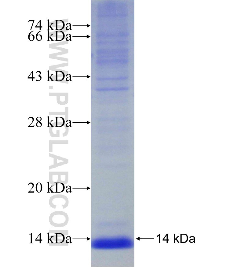 ADH6 fusion protein Ag30494 SDS-PAGE
