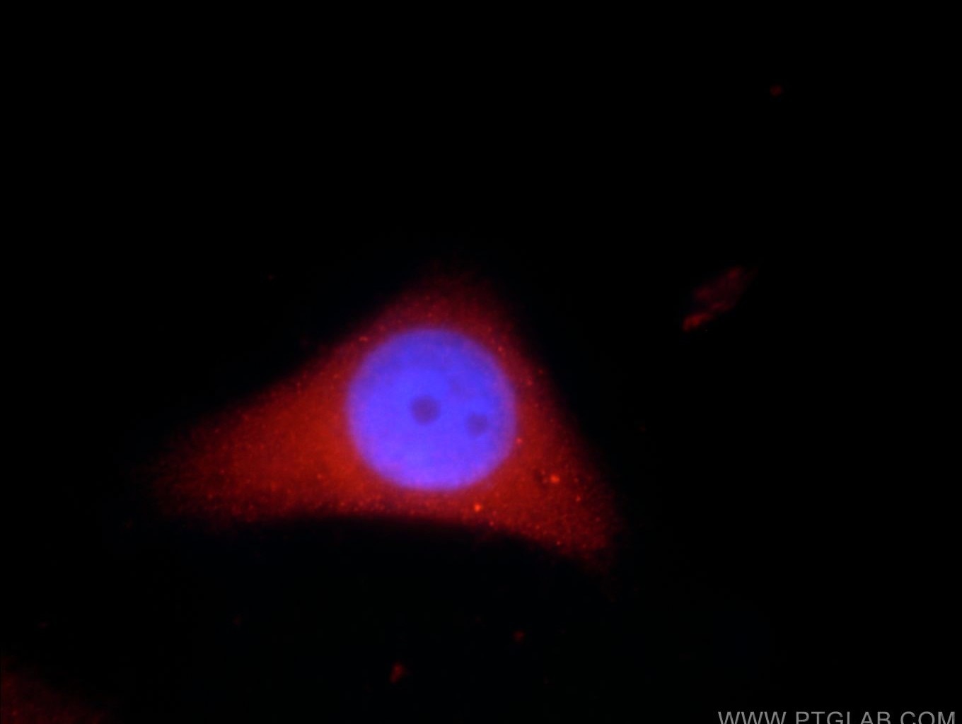 Immunofluorescence (IF) / fluorescent staining of HepG2 cells using ADH7 Polyclonal antibody (23425-1-AP)