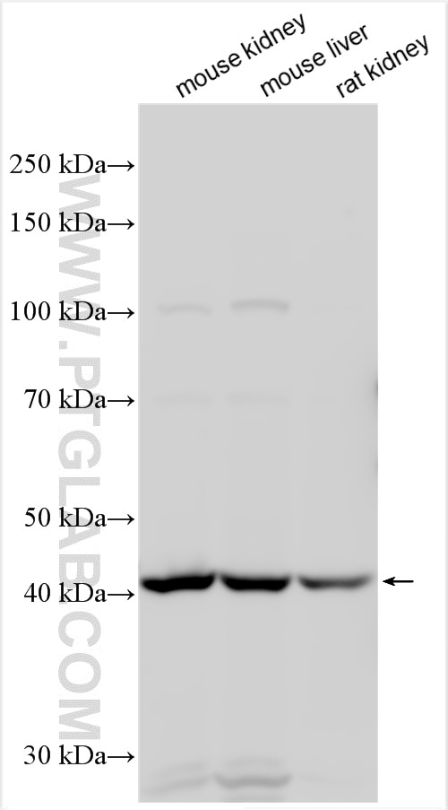 Western Blot (WB) analysis of various lysates using ADHFE1 Polyclonal antibody (14674-1-AP)