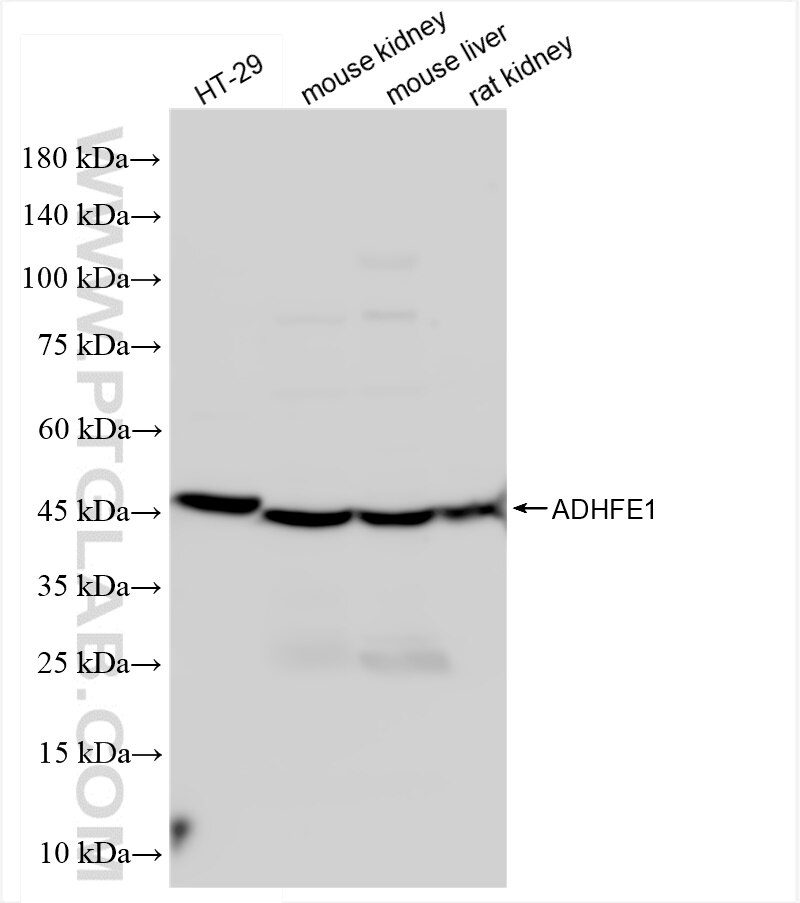 Western Blot (WB) analysis of various lysates using ADHFE1 Polyclonal antibody (14674-1-AP)