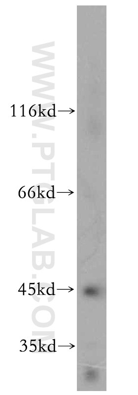 Western Blot (WB) analysis of mouse heart tissue using ADHFE1 Polyclonal antibody (14674-1-AP)