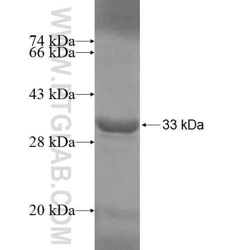 ADHFE1 fusion protein Ag6803 SDS-PAGE