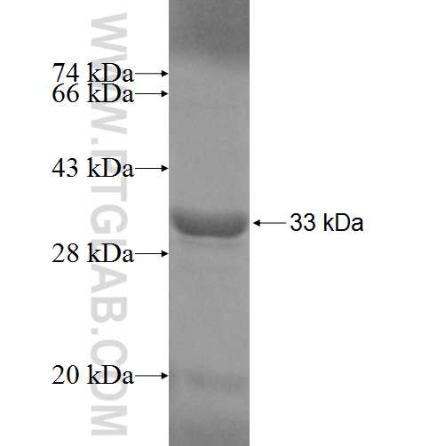 ADHFE1 fusion protein Ag6803 SDS-PAGE