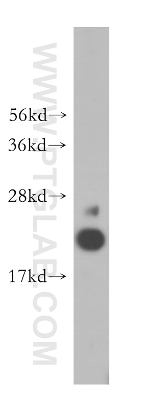 WB analysis of human testis using 15133-1-AP