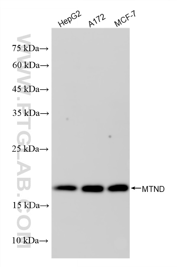 WB analysis using 87964-1-RR (same clone as 87964-1-PBS) Western Blot (WB) analysis of various lysates using ADI1 Recombinant monoclonal antibody (87964-1-RR)