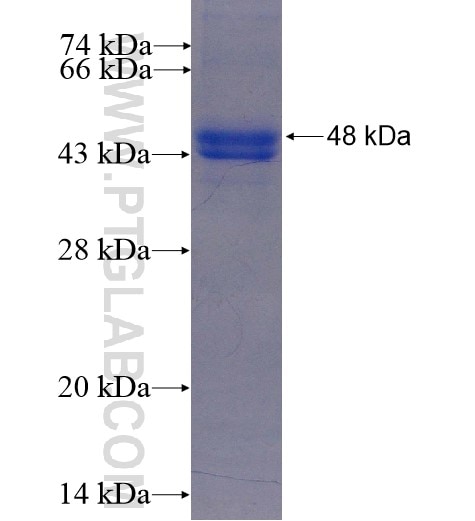 ADI1 fusion protein Ag7274 SDS-PAGE