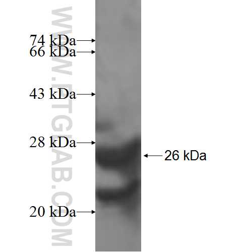 ADI1 fusion protein Ag7303 SDS-PAGE