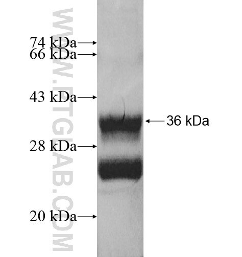 ADIG fusion protein Ag10910 SDS-PAGE