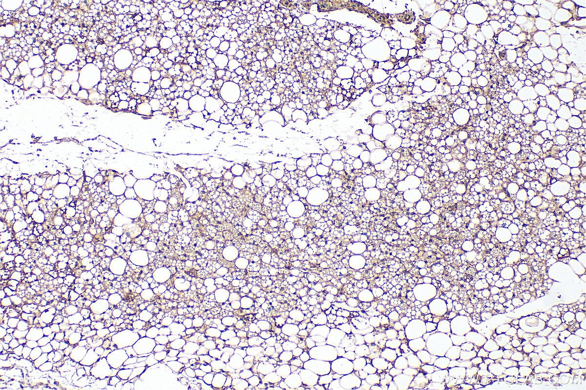 Immunohistochemistry (IHC) staining of rat brown adipose tissue using Adiponectin Polyclonal antibody (21613-1-AP)