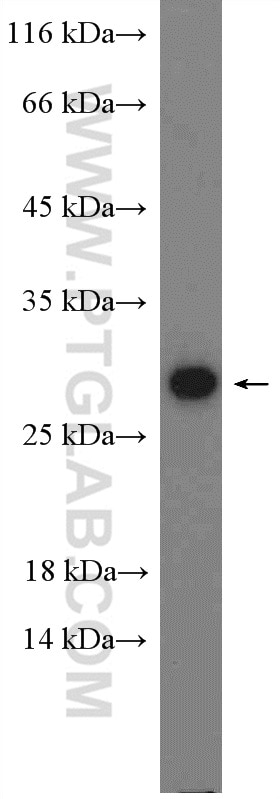 Western Blot (WB) analysis of NIH/3T3 cells using Adiponectin Polyclonal antibody (21613-1-AP)